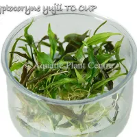 cryptocoryne-yujii-tc-cup