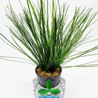 cyperus-haspan