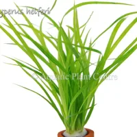 cyperus-helferi