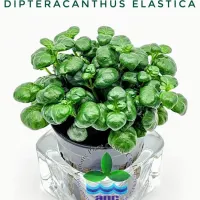 dipteracanthus-elastica