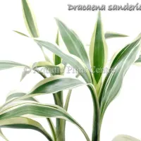 dracaena-sanderiana