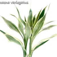 dracaena-variegatus
