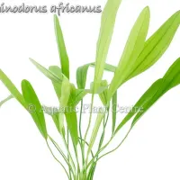 echinodorus-africanus