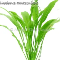 echinodorus-amazonicus