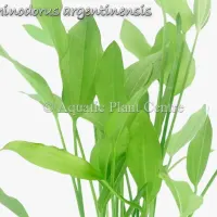 echinodorus-argentinensis