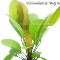 echinodorus-big-bear