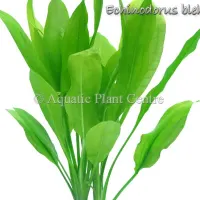 echinodorus-bleheri