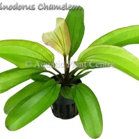 echinodorus-chameleon