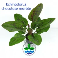 echinodorus-chocolate-marble
