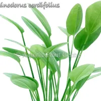 echinodorus-cordifolius