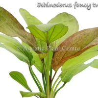 echinodorus-fancy-twist