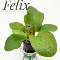 echinodorus-felix