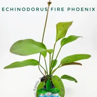 echinodorus-fire-phoenix