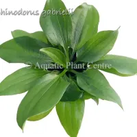 echinodorus-gabrielii