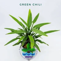 echinodorus-grisebachii-green-chili