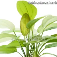 echinodorus-harbich