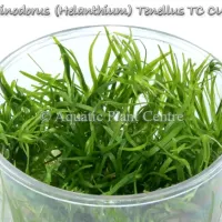echinodorus-helanthium-tenellus-tc-cup