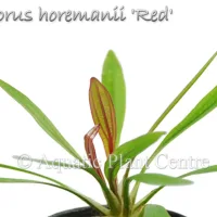 echinodorus-horemanii-red