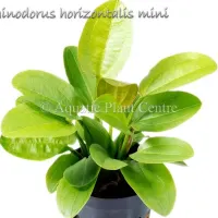 echinodorus-horizontalis-mini