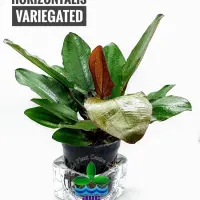 echinodorus-horizontalis-variegated