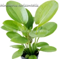 echinodorus-horizontalis