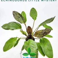 echinodorus-little-mystery