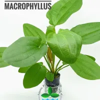 echinodorus-macrophyllus