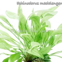 echinodorus-madalengensis