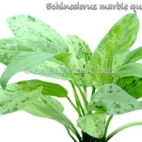 echinodorus-marble-queen