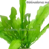 echinodorus-martii
