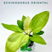 echinodorus-oriental