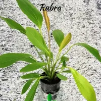 echinodorus-osiris-rubra-custom