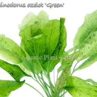 echinodorus-ozelot-green