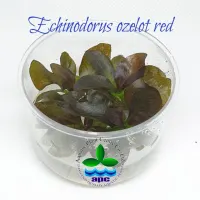 echinodorus-ozelot-red-tc-cup