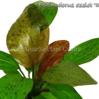 echinodorus-ozelot-red