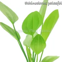 echinodorus-palaefolius