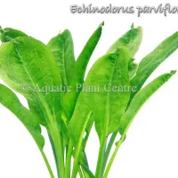 echinodorus-parviflorus