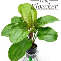 echinodorus-paul-kloecker