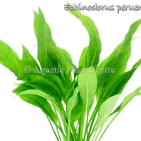 echinodorus-peruensis