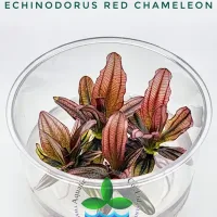 echinodorus-red-chameleon-tc-cup