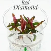 echinodorus-red-diamond