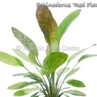 echinodorus-red-flame