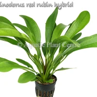 echinodorus-red-rubin-hybrid