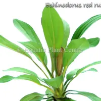 echinodorus-red-rubin