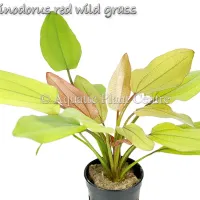 echinodorus-red-wild-grass