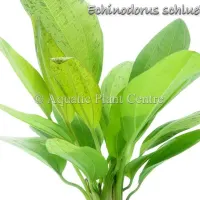 echinodorus-schlueteri