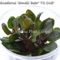 echinodorus-small-bear-tc-cup