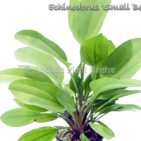 echinodorus-small-bear