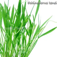 echinodorus-tenellus