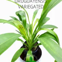 echinodorus-uruguayensis-variegated4